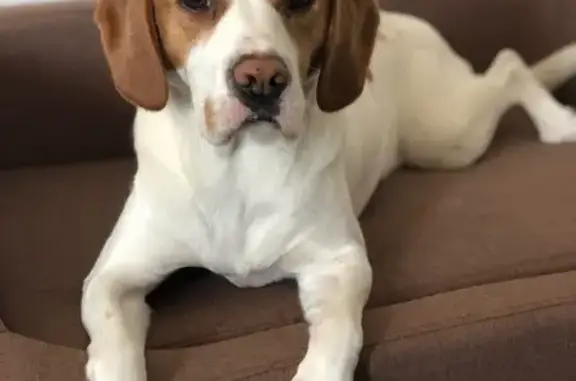 Friendly Lost Dog: White & Brown in Victoria