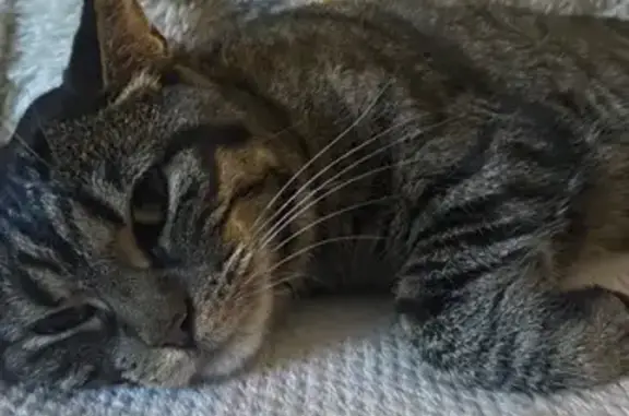 Chatte tigrée perdue à Courrières - photo
