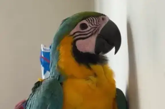Lost Macaw on Donald St, Georges River