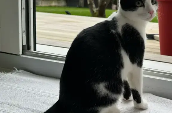 Chat noir et blanc perdu à La Wantzenau - photo