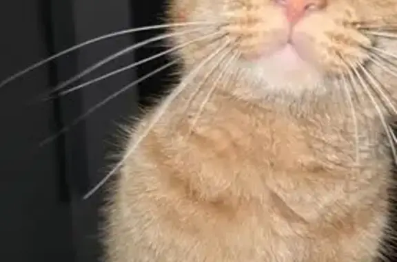 Gato encontrado Sevilla, foto: Adopta a una Gatita Cariñosa en Sevilla