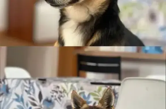 Buscamos Hogar para Perrito Re...