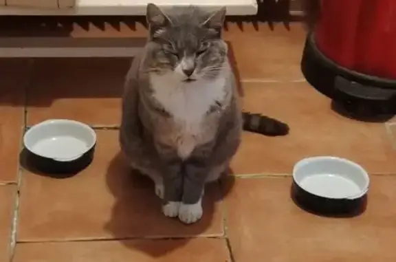 Chat gris malade perdu à Veyrac - photo