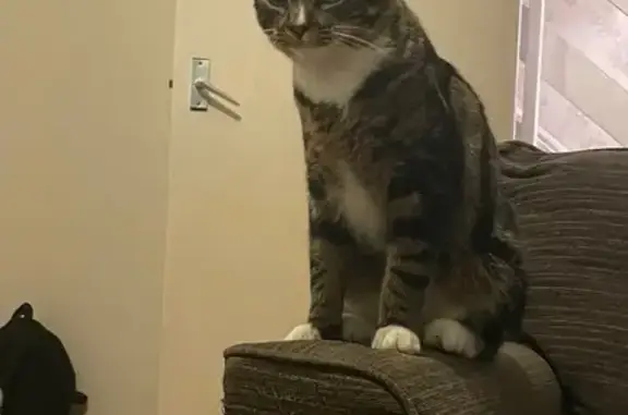 Lost Tabby Cat Loki: Friendly & Nearby!