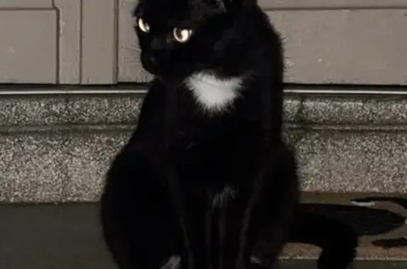 Chat perdu : Pichu, noir et blanc, sociable - photo
