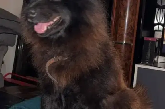 Chien noir-marron perdu, urgence véto - photo