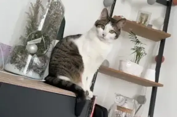 Animaux perdus , photo: Chat perdue, patte grise à Caix