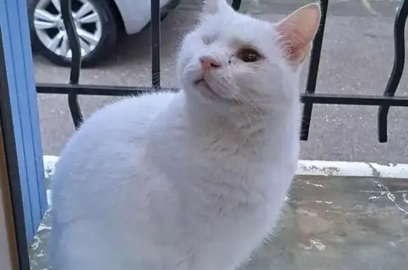 Chat perdu, Mudaison, photo: Chat blanc borgne perdu à Mudaison