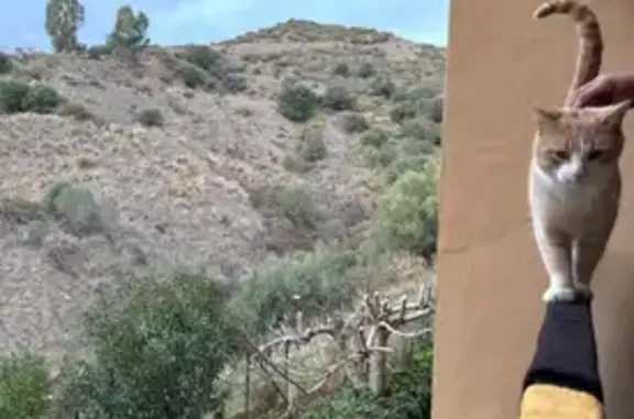 Gato Perdido en Calahonda: Muy Cariñoso y Hablador