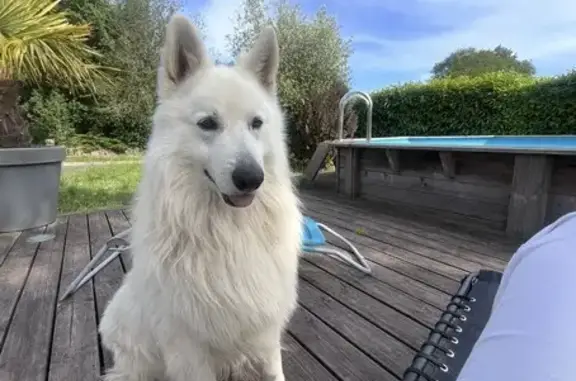 Animaux perdus Paimpont, photo: Chiens perdus: Snow et Princesse à Paimpont
