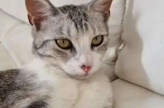 Animaux perdus Saint-Quentin, photo: Chat perdue, tâche marron nez, St-Quentin