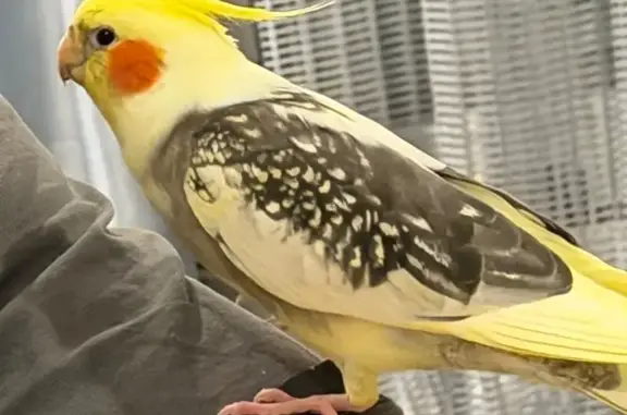Perroquet perdu : Pipo, jaune et orange - photo