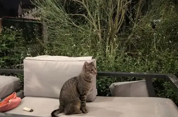 Chat tigre gris perdu à Mantes-la-Jolie - photo