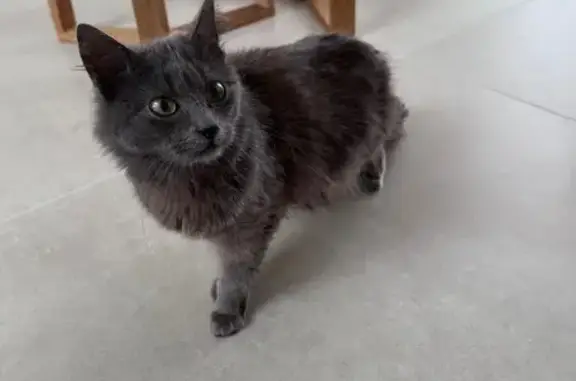 Chat trouvé , photo: Chat Gris Câlin Trouvé Rue du Jeu d'Arc