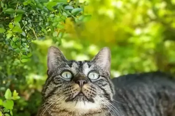 Chat tigré perdu, yeux verts, Chauvigné - photo