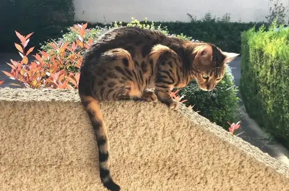 Chat perdu, Vaux-le-Pénil, photo: Chat Bengal perdu à Vaux-le-Pénil