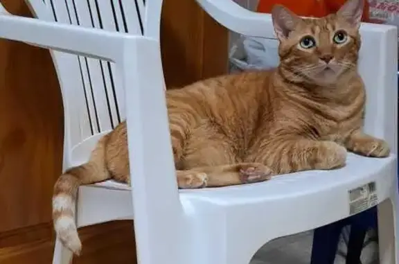 Gato naranja de unos 6-7 kg