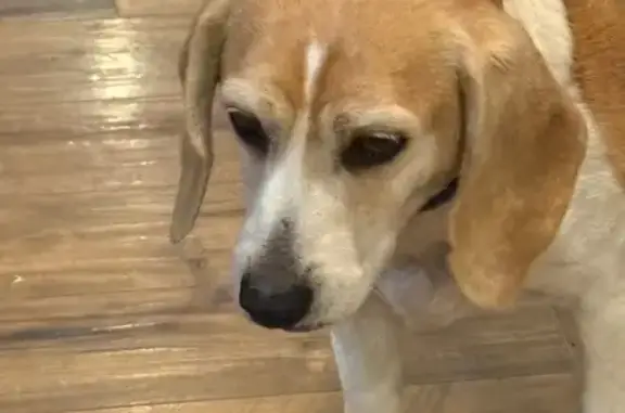 Found dog , photo: Found: Older Male Dog in Stuarts Draft