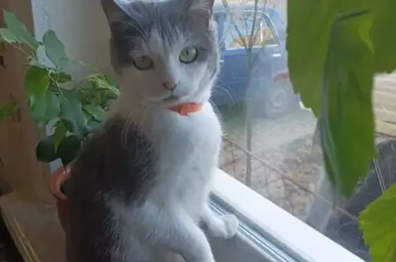 Зникла кішка: білий метис з особливостями