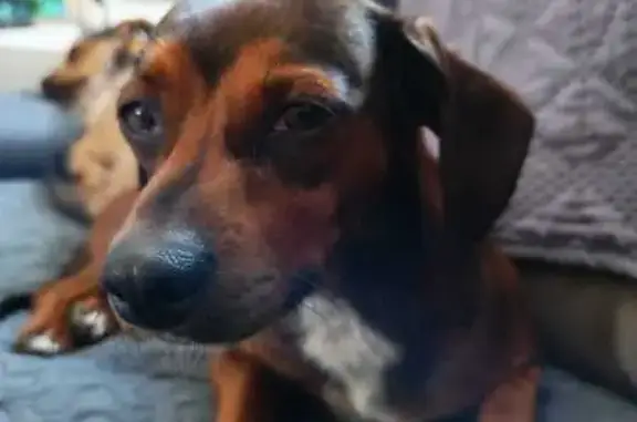 Lost: Brown Dachshund Cross Near Retail