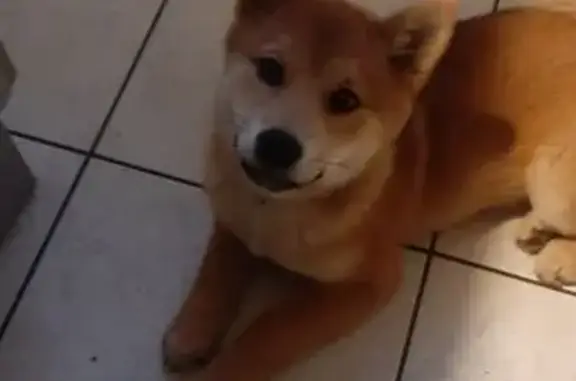 Shiba Inu perdue, collier vert, Domfront - photo