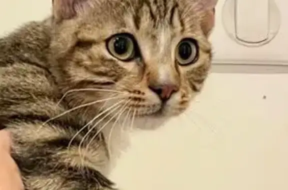 Chat perdu, Rue d'Alsace, Levallois - photo