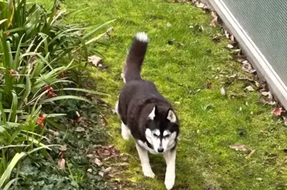 Chien trouvé Melun, photo: Husky noir trouvé sans collier à Melun