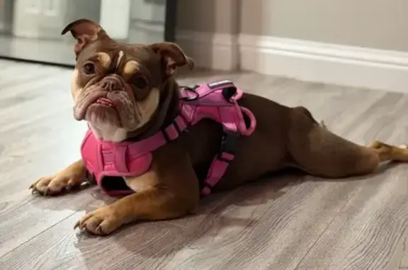 Lost Tri-Colored Dog: Bass Drive, FW