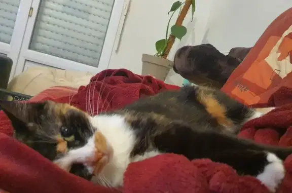 Animaux perdus , photo: Chatte tricolore perdue, craintive à L'Oie