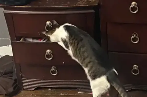 Lost Brown Tabby: Help Find Ou...