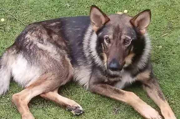 Зникла напіввівчарка: зелений ошийник