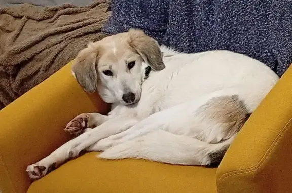 Chien perdu: lévrier blanc tacheté noir - photo