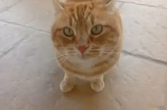 Animaux trouvés Viviers, photo: Chat roux trouvé à Viviers
