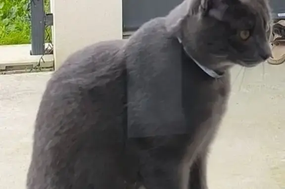 Chat perdu : Gris bleu, pucé, Le Thou - photo
