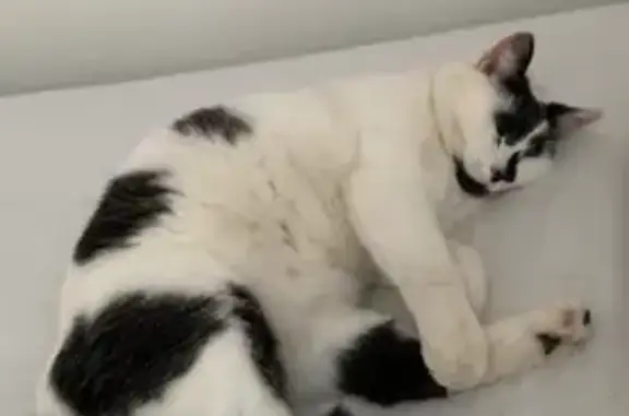 Lost: Friendly 12-Year-Old White Cat