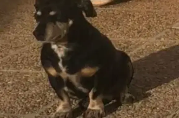 Perro perdido: ciego y necesita medicación