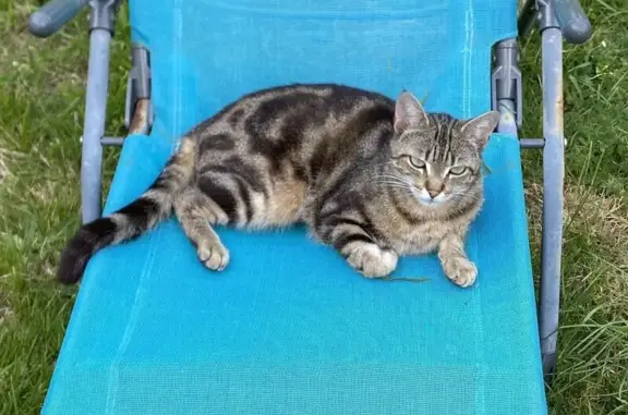 Chat perdu à Saint-Jean-de-Boiseau - photo