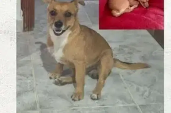 ¡Perro perdido en El Fenazar, Murcia!