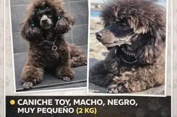 ¡Ayuda! Caniche Toy Negro Perdido en Estepona