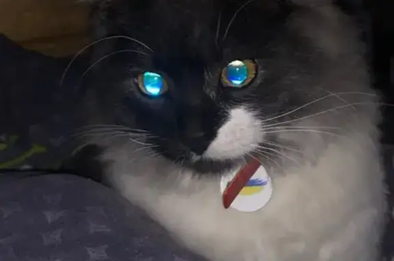 Зникла кішка на Центральній вулиці, Шкло