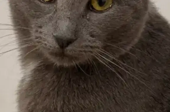 Chatte grise perdue à Étaules - photo