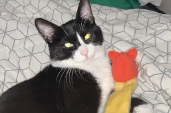 Chat noir et blanc perdu à Calais - photo