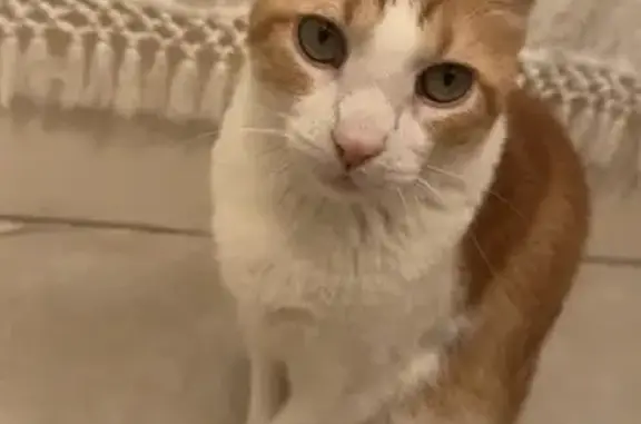 Missing cat Phoenix, photo: Lost: Orange Tabby 'Frank' in Phoenix