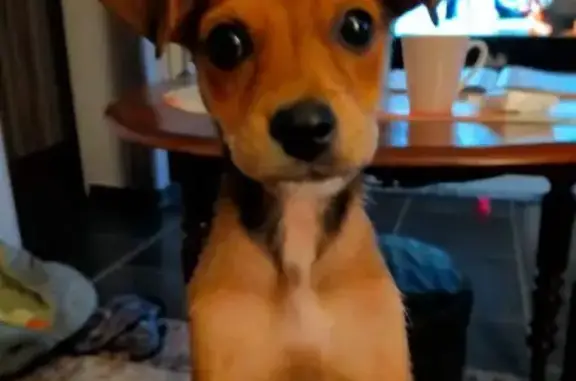 Chienne perdue à Corvol-l'Orgueilleux - photo