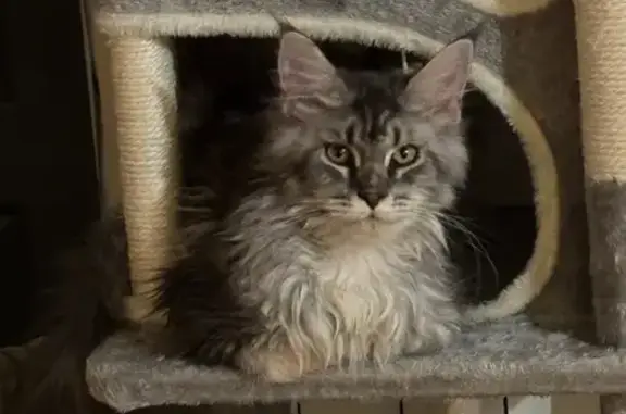 Animaux perdus Lapalud, photo: Chatte Maine Coon perdue à Lapalud