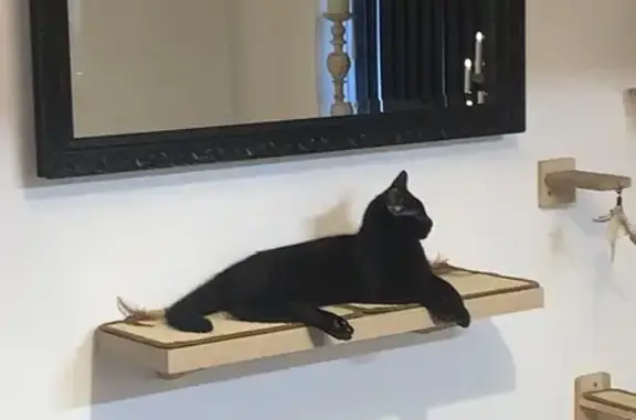 Missing cat , photo: Lost Jet Black Cat, 8 Months, Halesowen