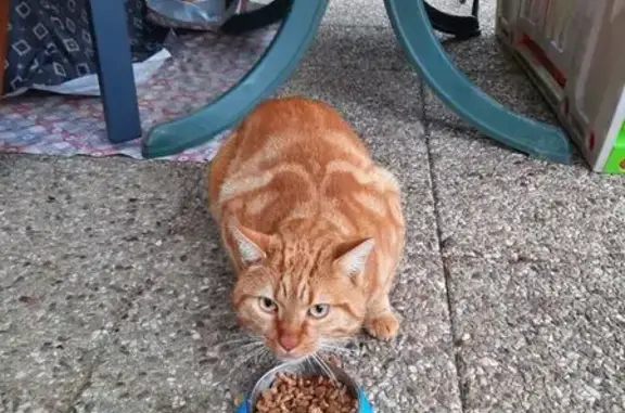Animaux trouvés , photo: Chat européen roux trouvé à Nomexy