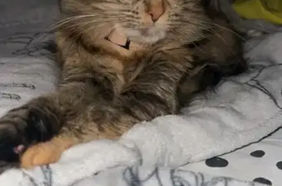 Chatte écaille Minouche perdue à Lunel - photo