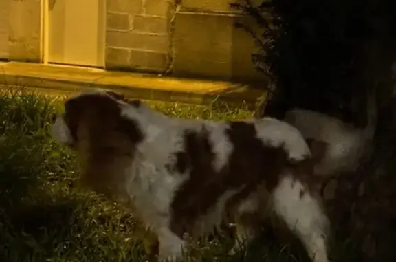 Animaux trouvés Le Péage-de-Roussillon, photo: Chien Cavalier King Charles trouvé sans collier