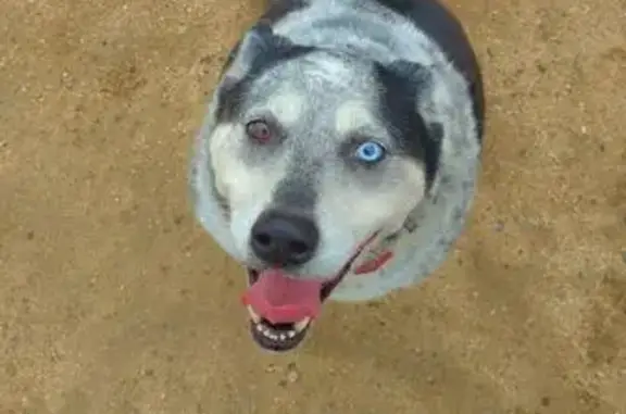 Missing dog Casa de Oro-Mount Helix, photo: Lost Dog: Luna, Anxious Queensland Heeler